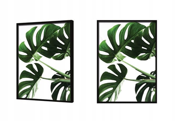 KUVA, JULISTEE KEHYISSÄ 33x43 cm Monstera P546