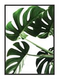 Pikkukuva 1 / 4: KUVA, JULISTEE KEHYISSÄ 33x43 cm Monstera P546