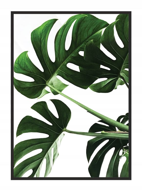 KUVA, JULISTEE KEHYISSÄ 33x43 cm Monstera P546