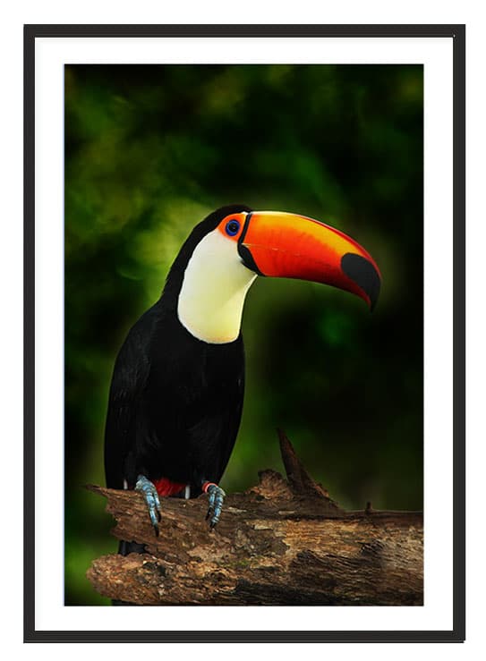 KUVAPUOLISTE KEHYISSÄ 53x73 cm Toucan P2218
