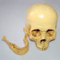 Miniatyrbild 4 av 4: 1:1 Harts Människoskalle Modell Anatomisk Undervisning Dekoration Gul XU6A1D