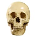 Miniatyrbild 2 av 4: 1:1 Harts Människoskalle Modell Anatomisk Undervisning Dekoration Gul XU6A1D