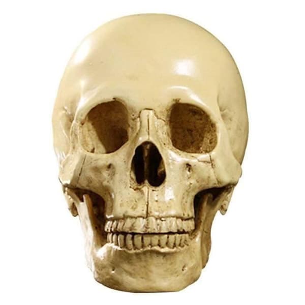 1:1 Harts Människoskalle Modell Anatomisk Undervisning Dekoration Gul XU6A1D