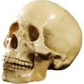 Miniatyrbild 1 av 4: 1:1 Harts Människoskalle Modell Anatomisk Undervisning Dekoration Gul XU6A1D
