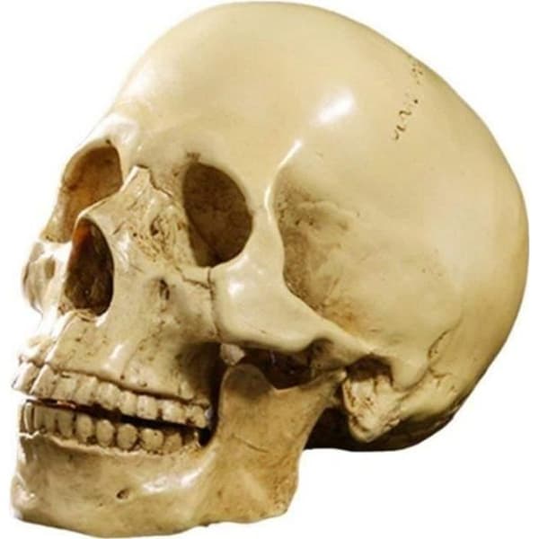 1:1 Harts Människoskalle Modell Anatomisk Undervisning Dekoration Gul XU6A1D