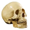 Miniatyrbild 4 av 4: 1:1 Human Skull Resin Model Anatomical Teaching Decoration Yellow L60052