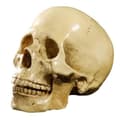 Miniatyrbild 1 av 4: 1:1 Human Skull Resin Model Anatomical Teaching Decoration Yellow L60052