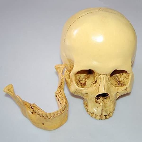 1:1 Harts Människoskalle Modell Anatomisk Undervisning Dekoration Gul XU6A1D