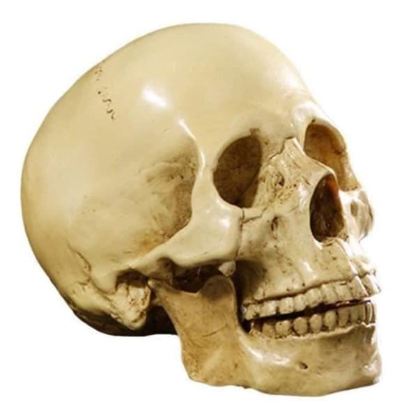 1:1 Harts Människoskalle Modell Anatomisk Undervisning Dekoration Gul XU6A1D