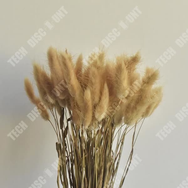 TD® Naturlig och original färg Torkade blommor Riktiga blombukett Heminredning Kaninsvans 50 stycken