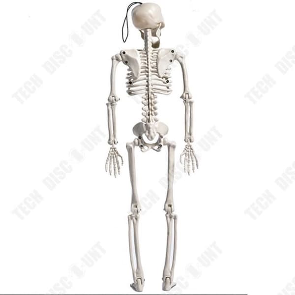TD® Plastikskelet 165 cm Vit Mänskligt skelett Att hänga Plastikskelet Designat för Halloween-dekorationer