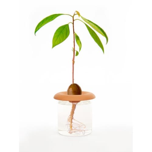 Terracotta - Seed Sprouters (CD535)