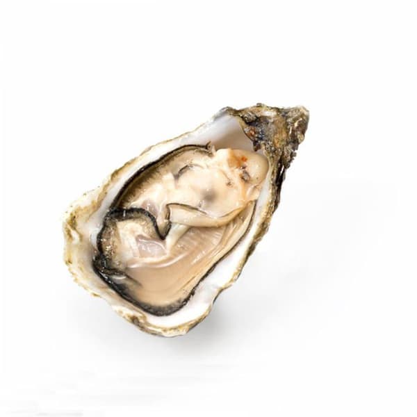 Tillbehör för Expert Predator pastamaskin Verktyg för att öppna ostron: blad på 6 cm, Vuxna Unisex, Multi