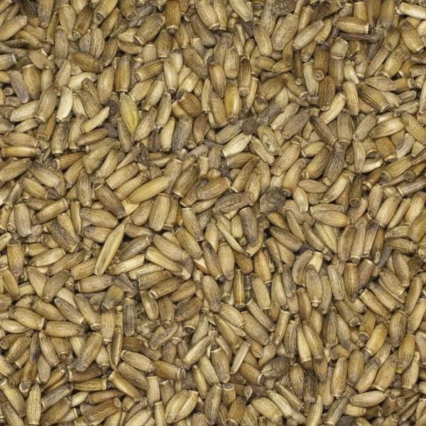 Maarianohdakkeen siemenet 500g