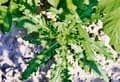 Miniatyrbillede 8 af 10: ORKAN 350 SL Herbicid totalherbicid til padderokke Agrecol 75 ml
