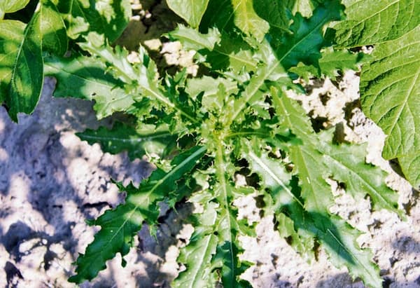 ORKAN 350 SL Herbicid totalherbicid til padderokke Agrecol 75 ml