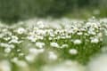 Miniatyrbillede 9 af 11: NEAT LAWNS flydende herbicid Agrecol 100 ml