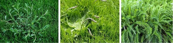 NEAT LAWNS flydende herbicid Agrecol 100 ml