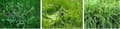 Miniatyrbillede 10 af 11: NEAT LAWNS flydende herbicid Agrecol 100 ml