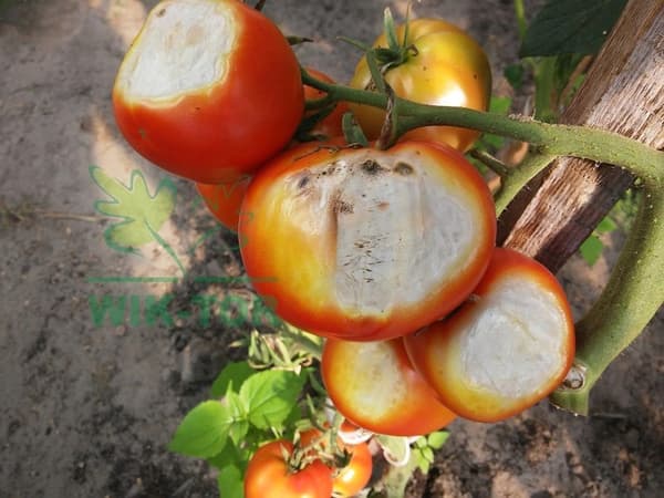 REVUS 250 SC sienitautien torjunta-aine TOMATO POTATO BLOOD Agrecol 1 L