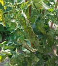 Pikkukuva 8 / 11: REVUS 250 SC sienitautien torjunta-aine TOMATO POTATO BLOOD Agrecol 1 L