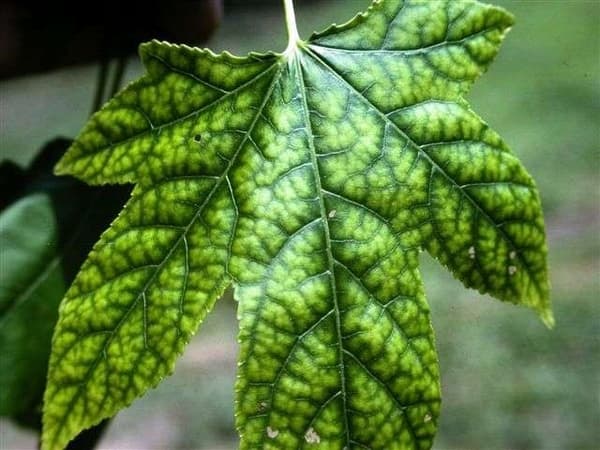 SUMIN Help Plant Fe ehkäisee raudanpuutossairauksia 20 ml