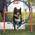 Miniatyrbild 3 av 4: XMTECH Dog Hinder Set Pet Agility Träningsutrustning Justerbara hinder