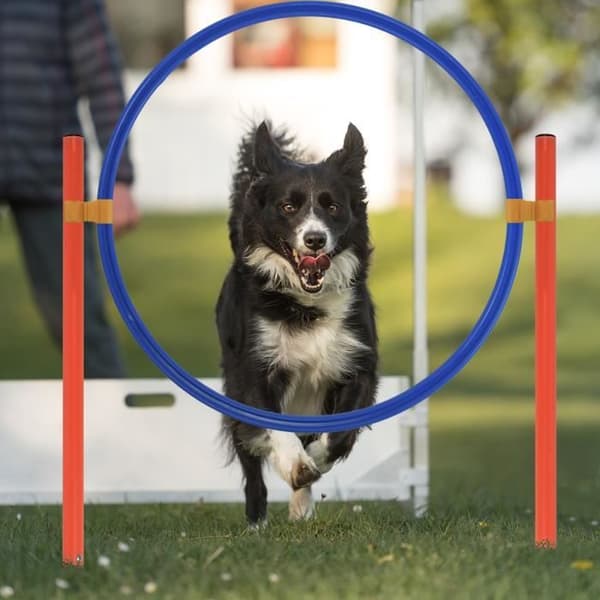 XMTECH Dog Hinder Set Pet Agility Träningsutrustning Justerbara hinder