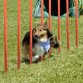 Miniatyrbild 4 av 4: XMTECH Dog Hinder Set Pet Agility Träningsutrustning Justerbara hinder
