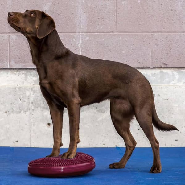 Balansplatta för hund 36 cm lila