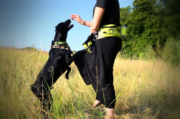 TRUELOVE TREK GO koiran juoksuvyö