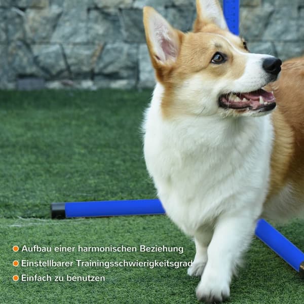 Dog Agility Sæt, 99x65x94 cm, Blå