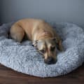 Miniatyrbild 4 av 4: Hund- och kattbädd - SPRINGOS® - 90 cm - Grå - Tvättbar vid 30° - Antiglidande