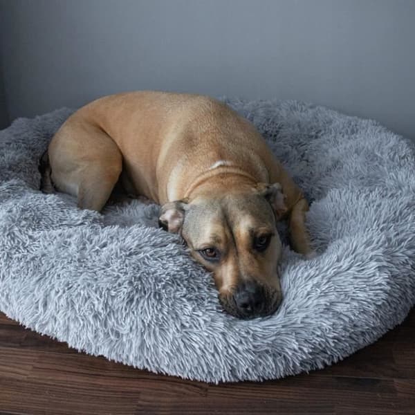 Hund- och kattbädd - SPRINGOS® - 90 cm - Grå - Tvättbar vid 30° - Antiglidande