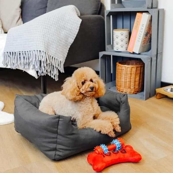 Creative Pets Dog Cushion 55 x 45 x 19 cm Grå | Maskintvättbar hundsäng | Liten och medelstor hund | Mjuk och antistress