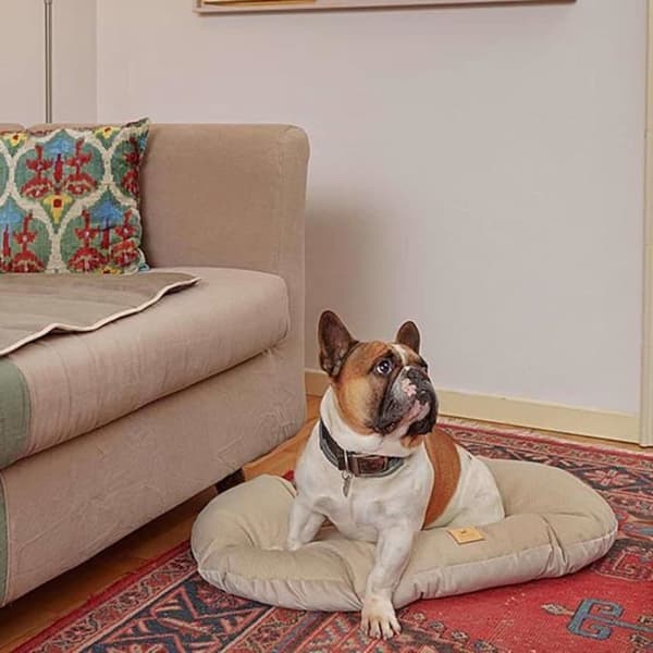 Ferplast Dyna för hund och katt Stuart 89-10 Beige