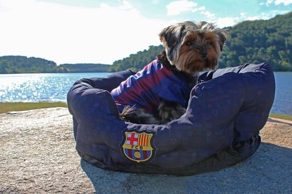 Korg - korg - kudde - hängmatta - säng Cyp-märken - BE-01M-BC - FC Barcelona Pet Bed Storlek M