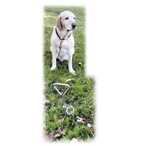 Tether Leash With Spiral Anchor