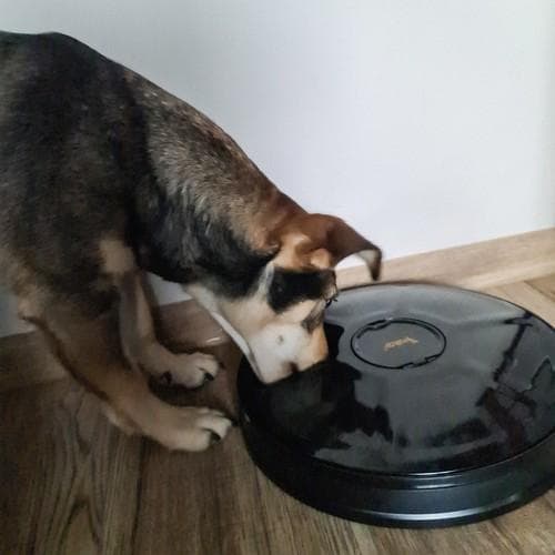 Automatisk Hund/Katt matare för 6 måltider med timer.