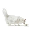 Miniatyrbillede 4 af 8: Hund Feeder Hunter Silikone Rustfrit stål 1,05 L