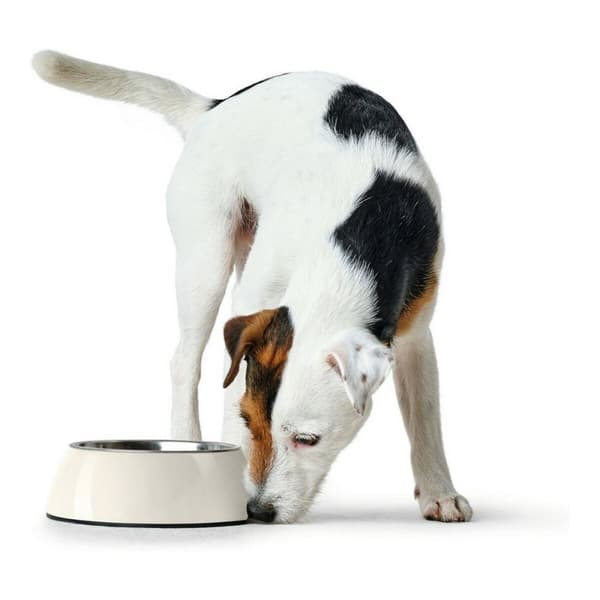 Hundmatare Hunter Melamin Rostfritt stål Vit 350 ml (18,5 x 18,5 x 9,5 cm)