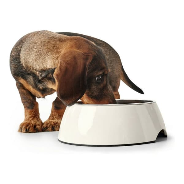 Hundmatare Hunter Melamin Rostfritt stål Vit 350 ml (18,5 x 18,5 x 9,5 cm)
