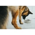 Miniatyrbillede 5 af 8: Hund Feeder Hunter Silikone Rustfrit stål 550 ml