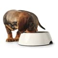 Miniatyrbillede 5 af 9: Hund Feeder Hunter Melamin Rustfrit stål Hvid 160 ml (14,5 x 14,5 x 7 cm)