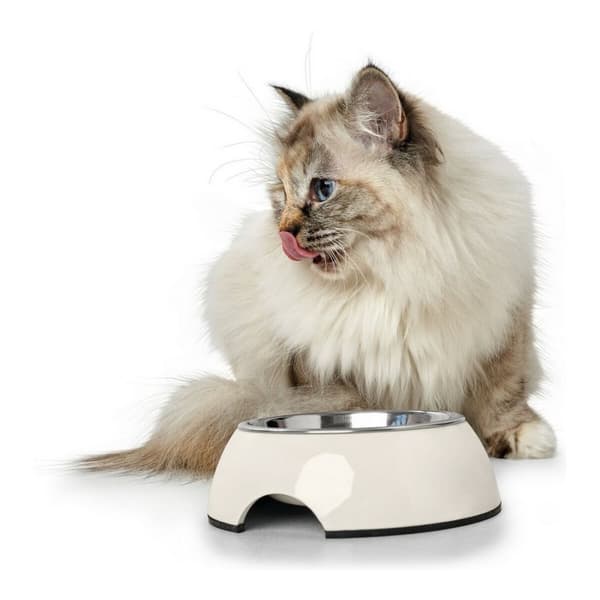 Hund Feeder Hunter Melamin Rustfrit stål Hvid 160 ml (14,5 x 14,5 x 7 cm)