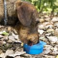 Miniatyrbilde 4 av 11: 2-i-1-flaske med vann og matbeholdere for kjæledyr Pettap InnovaGoods