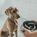 Miniatyrbillede 5 af 5: Hund Feeder Hunter Melamin 900 ml