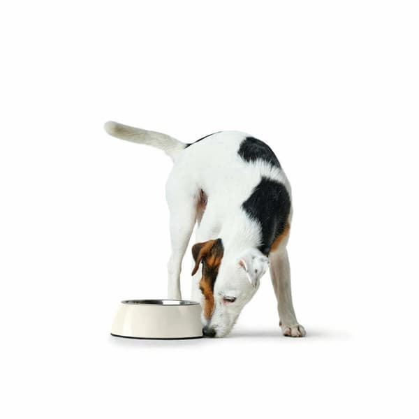 Hund Feeder Hunter Sort 1,4 L Melamin