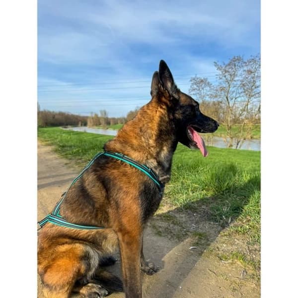 Hunddragsele - OLYMPIA - M - Typ X-rygg - Blå