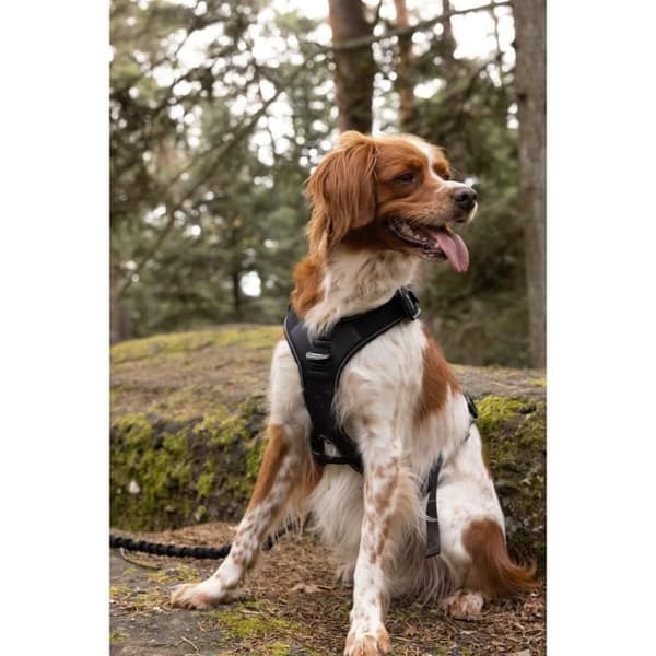 Hundsele - SYMBIOZ - S - Svart / Blå